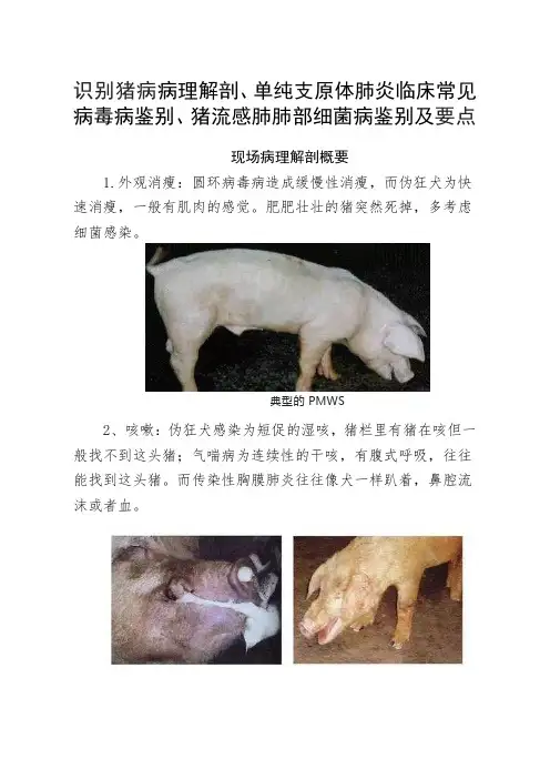 畜牧生产生猪疾病病理解剖概要、单纯支原体肺炎临床常见病毒病鉴别、猪流感肺部细菌病鉴别及要点指南