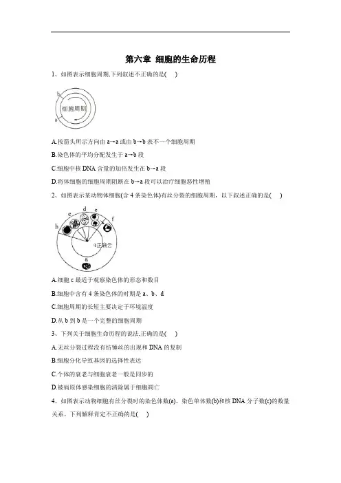 2019-2020学年高中生物人教版(2019)必修一单元检测：第六章 细胞的生命历程 Word版含答案