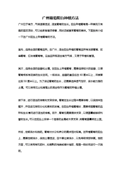 广州葡萄阳台种植方法