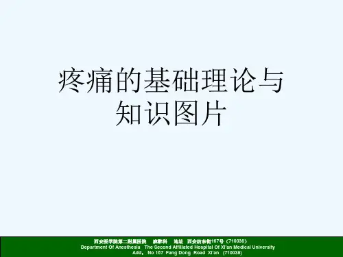 疼痛的基础理论与知识图片[可修改版ppt]