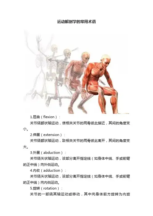 运动解剖学的常用术语