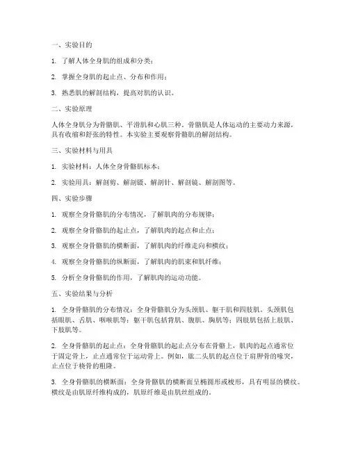 全身肌解剖实验报告