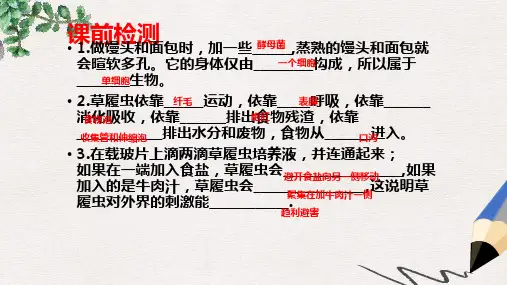 江苏省铜山区七年级生物下册 11.1 地面上的植物(被子植物与裸子植物)课件 (新版)苏科版
