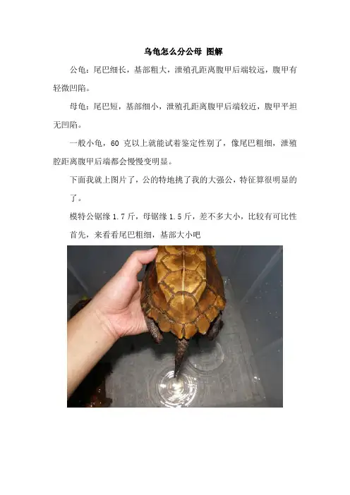 乌龟怎么分公母 图解