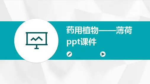 药用植物——薄荷PPT课件
