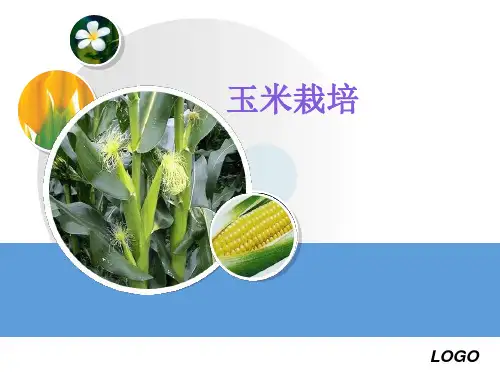 玉米高产栽培技术精品PPT课件