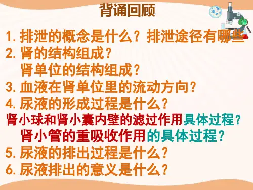汗液的形成和排出课件2022--2023学年济南版生物七年级下册