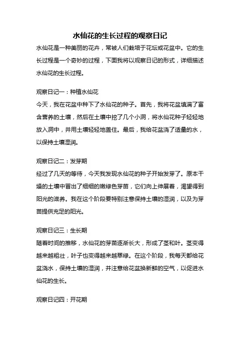 水仙花的生长过程的观察日记