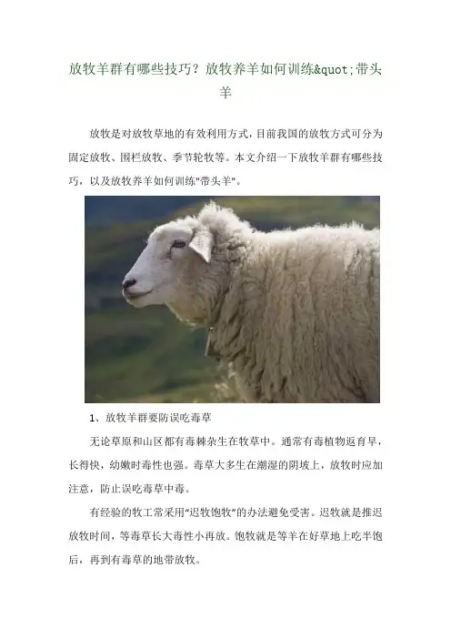 放牧羊群有哪些技巧？放牧养羊如何训练"带头羊