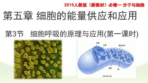 5.3细胞呼吸的原理与应用-第一课时 课件【新教材】人教版(2019)高中生物必修一