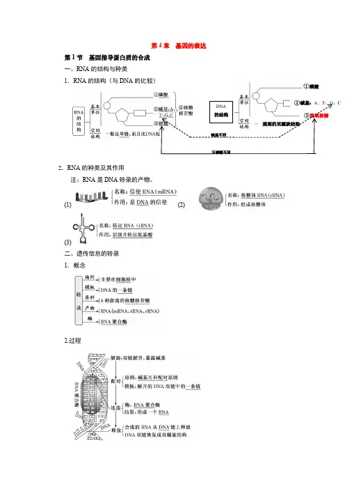 新教材  人教版 高中生物必修二 《遗传与进化》 知识点第4章 基因的表达-知识点总结