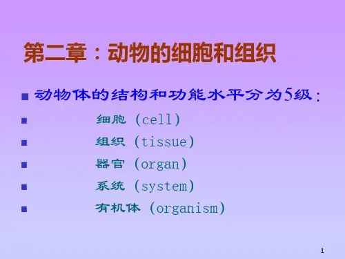 动物的细胞和组织