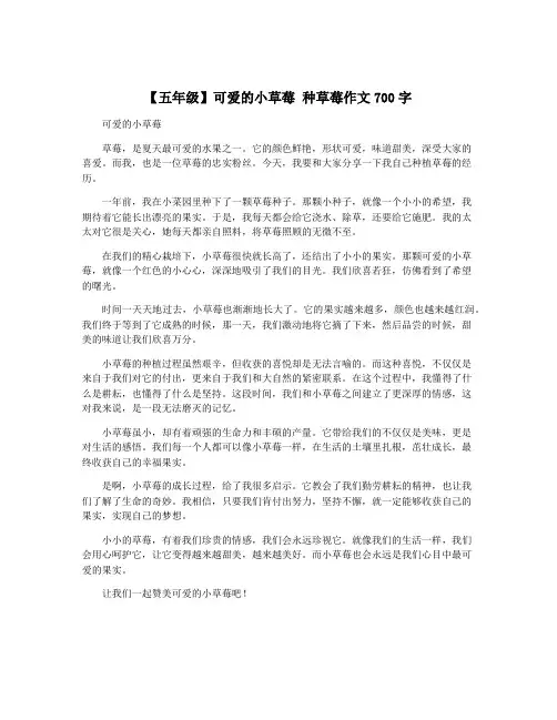 【五年级】可爱的小草莓 种草莓作文700字