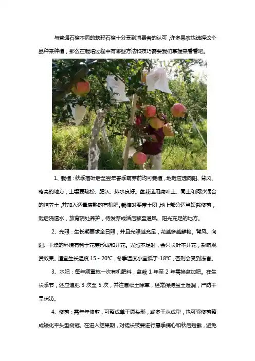 突尼斯软籽石榴苗种植要求