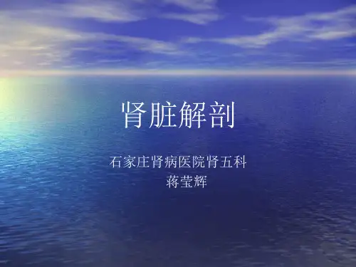 肾脏解剖