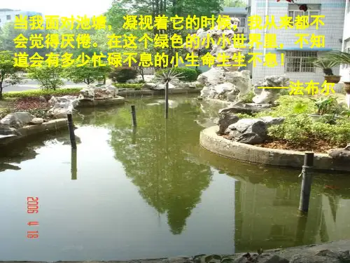 苏科版生物七下《水中的藻类植物》ppt1