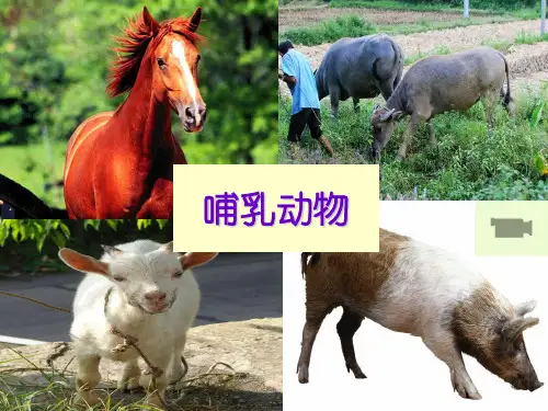 初中八年级上册生物《哺乳动物》课件