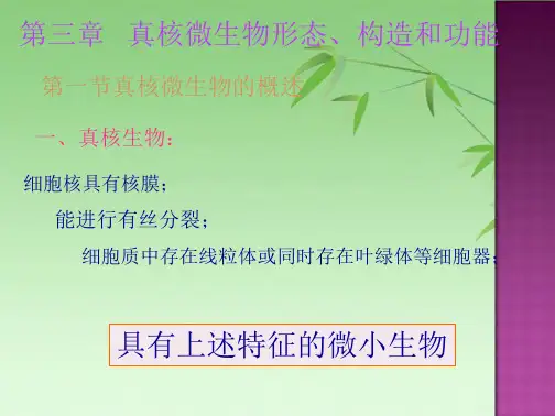 真核微生物(共59张PPT)