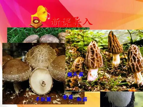 15-3真菌--(共43张)PPT课件