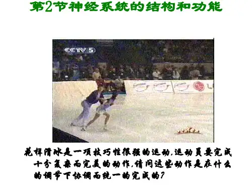 神经系统的结构和功能教学课件1 浙科版