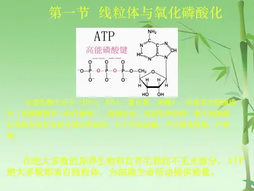 第六章线粒体和叶绿体(共80张PPT)
