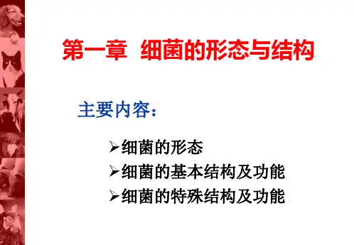 微生物学第一章 细菌的形态与结构