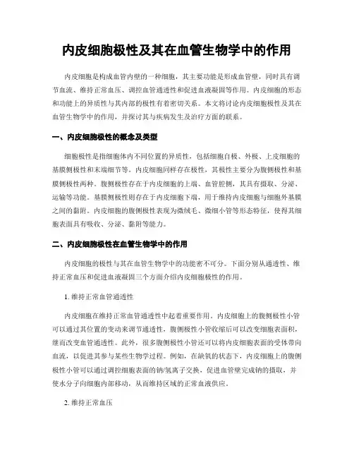 内皮细胞极性及其在血管生物学中的作用