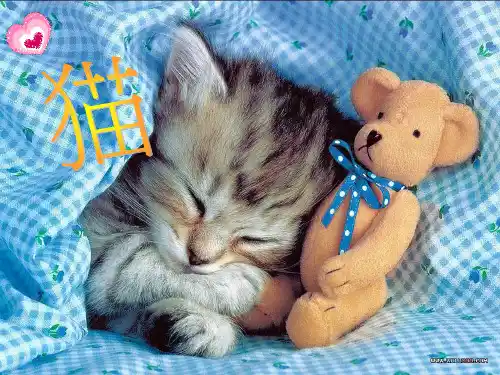 猫的品种