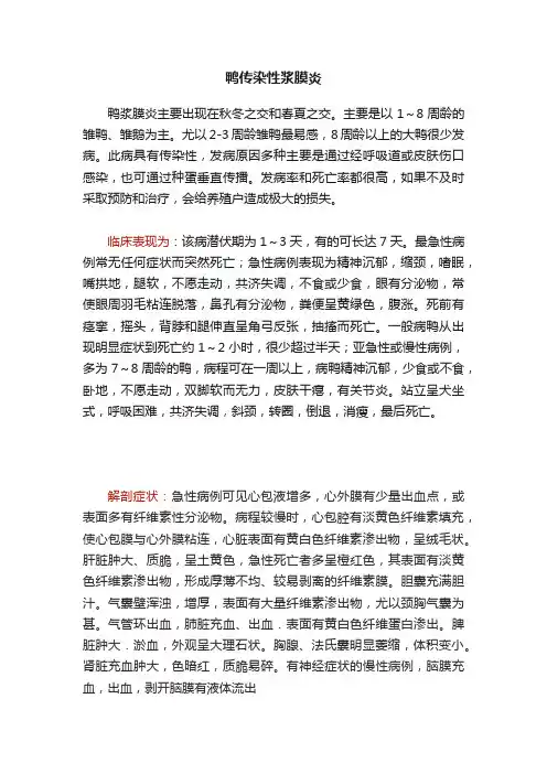 鸭传染性浆膜炎 2