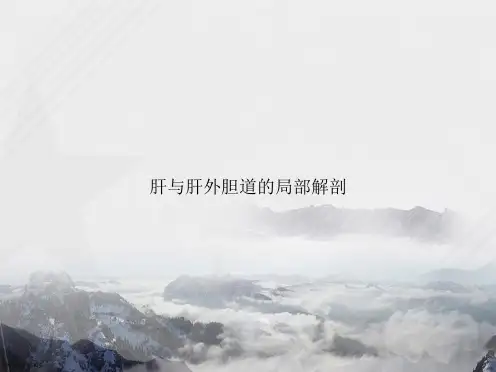 肝与肝外胆道的局部解剖讲课文档