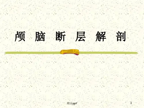 颅脑断层解剖 最全最强PPT课件