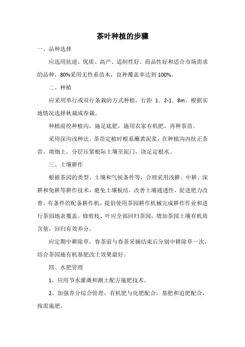 茶叶种植的步骤