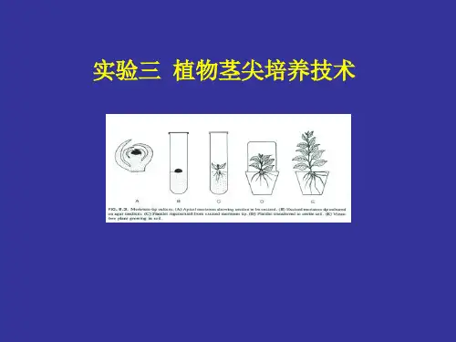 实验三-茎尖培养技术