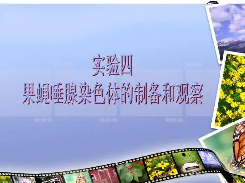 果蝇唾腺染色体