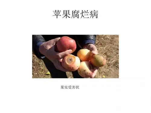 苹果和桃树的病虫害图谱ppt课件
