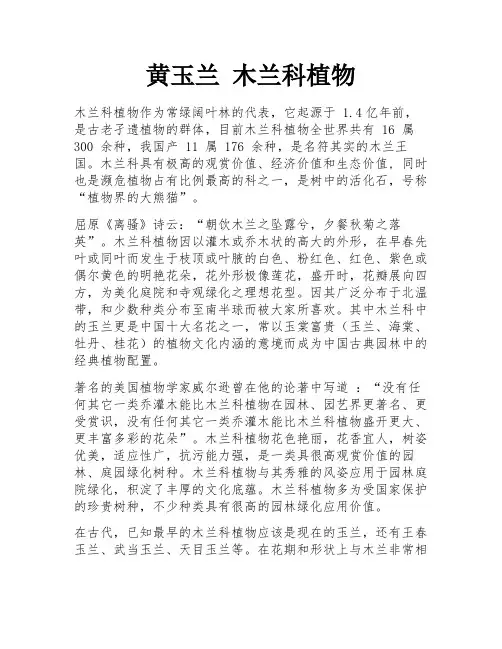黄玉兰 木兰科植物