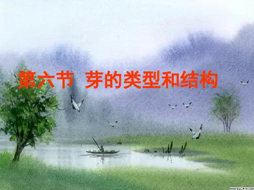 济南版八上生物4.1.6芽的类型和结构课件 (共26张PPT)