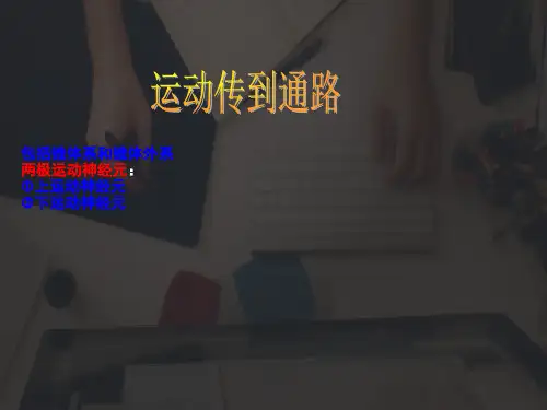 运动传导通路
