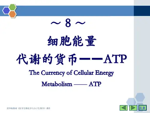细胞能量代谢的货币——ATP详解