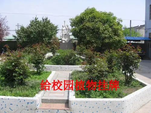 给校园植物挂牌