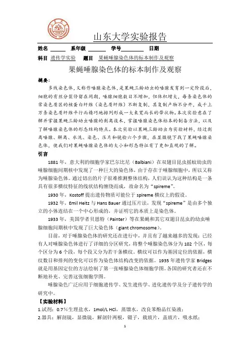 果蝇唾腺染色体标本的制作及观察
