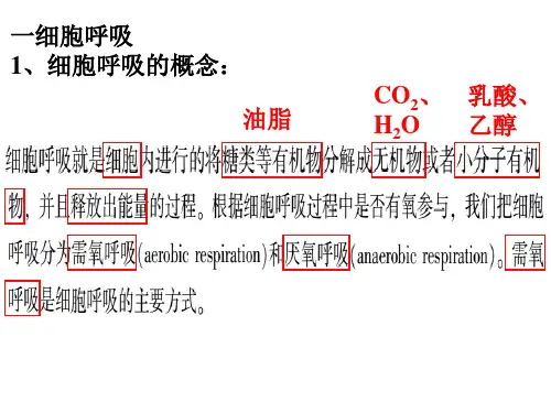 高三一轮复习生物细胞呼吸课件