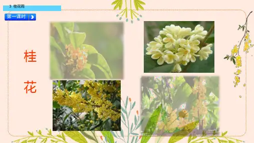 3 桂花雨课件(共28张PPT)