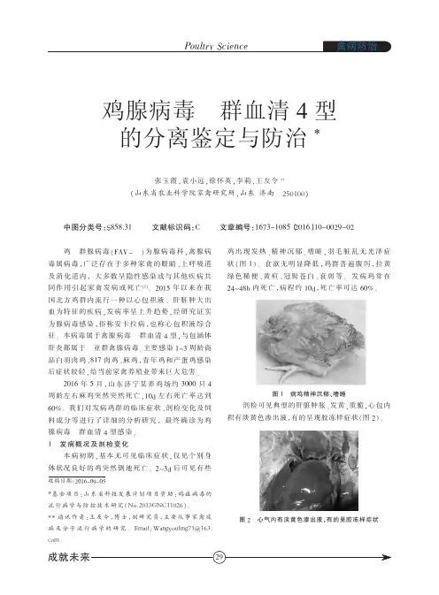 鸡腺病毒Ⅰ群血清4型的分离鉴定与防治