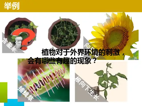 浙教版八年级科学上册3.1植物生命活动的调节精品课件共26张PPT