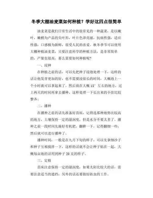 冬季大棚油麦菜如何种植？学好这四点很简单