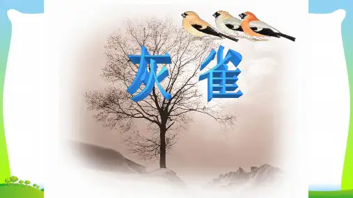 三年级上册语文课件-《26灰雀》 (共11张PPT) 人教部编版