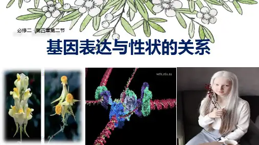 高一下学期生物人教版必修二 4.2 基因表达与性状的关系课件(37张PPT)