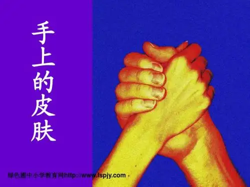 四年级下册语文《手上的皮肤》课件