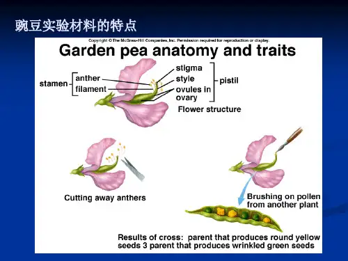 孟德尔式遗传分析PPT课件
